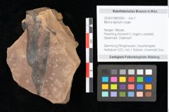 Foto (Objekt + Etikett) von Myrica lignitum Unger (NHMW-GEO-2024-0188-0690)